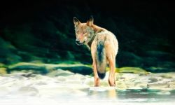 Prapremiera filmu "Wilcze Góry" w Ursa Maior  