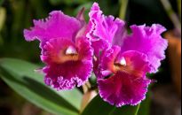 W Storczykarni w Łańcucie kwitną katleje, królowe orchidei