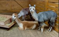 Zooterapia z alpakami