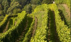 Podkarpackie winnice atrakcją turystyczną