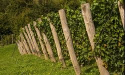 Rusza Jasielski Szlak Winny