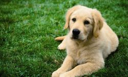 Jak rozwiązać problem biegunki u psa?