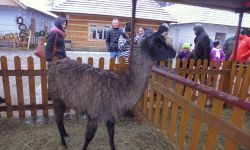 Bożonarodzeniowy jarmark na Galicyjskim Rynku