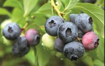 Rzadko spotykane, ogrodowe rośliny owocowe