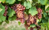 Czas winobrania w podkarpackich winnicach