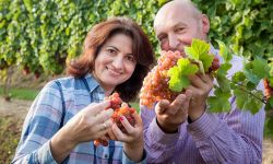 Czas winobrania w podkarpackich winnicach