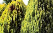 Ogród - zielone zacisze Greinplast