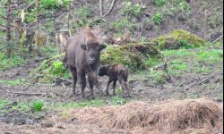 Narodziny dwójki żubrzątek w zagrodzie pokazowej w Mucznem