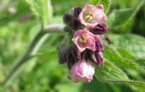 Żywokost lekarski przyciąga pszczoły. Warto go mieć w ogrodzie