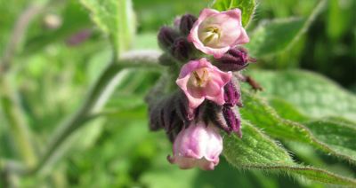 Żywokost lekarski przyciąga pszczoły. Warto go mieć w ogrodzie