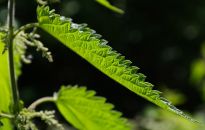 Pokrzywa na kompost i do sałatki