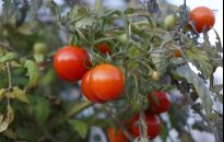 Pryskanie mlekiem i inne sposoby na choroby pomidorów