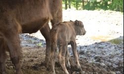 W zagrodzie w Mucznem przyszedł na świat mały żubr