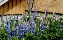 Co wysiać na grządkach, gdy zbierzemy pierwszy plon