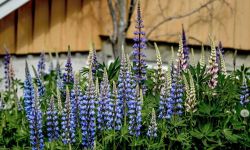 Co wysiać na grządkach, gdy zbierzemy pierwszy plon