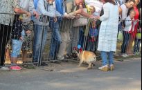 Błogosławieństwo zwierząt w Mikstacie. Ponad 300-letnia tradycja