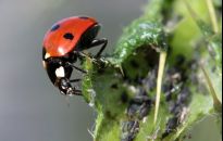 5 ekologicznych sposobów na mszyce