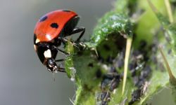 5 ekologicznych sposobów na mszyce