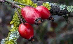 Jesienne owoce na przeziębienie