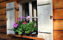 Zabezpieczamy rośliny doniczkowe na zimę