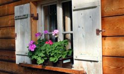 Zabezpieczamy rośliny doniczkowe na zimę