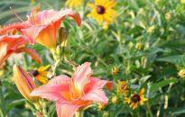 Planowanie rabaty w ogrodzie. Kilka pomysłów i podpowiedzi