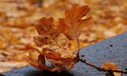 6 pomysłów, jak wykorzystać liście