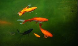 Oczko wodne na zimę