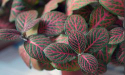 Pielęgnacja roślin doniczkowych zimą