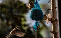 Jeśli dokarmiasz zwierzęta, podaj im pokarm dobrej jakości