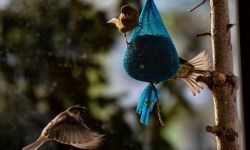 Jeśli dokarmiasz zwierzęta, podaj im pokarm dobrej jakości