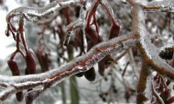 Uszkodzenia mrozowe i dziki zwierz - jak ratować rośliny