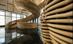 Tulipanowiec amerykański - szturmem podbija branżę designu 