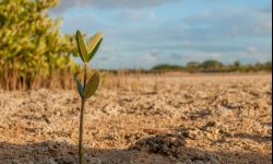 Jak dużo miejsca zajmują drzewka i co posadzić na małej działce