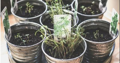 Nowalijki z doniczki - ABC uprawy szczypiorku na parapecie