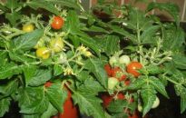 Przyszła pora na siew pomidora