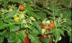 Przyszła pora na siew pomidora