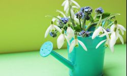 Przebiśniegi możesz posadzić w ogrodzie