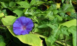 Nie każda roślina nadaje się na pochyłą rabatę. Co posadzić na skarpie?