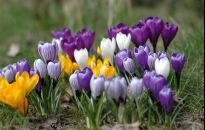 Wiosna przyszła. Na rabatach szaleją krokusy, szafirki i pierwiosnki