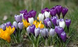 Wiosna przyszła. Na rabatach szaleją krokusy, szafirki i pierwiosnki