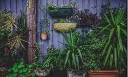 Przesadzamy rośliny doniczkowe. Jakiej ziemi nie kupować?