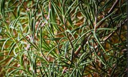 Warto uprawiać zioła. Na słońcu i w warzywniaku