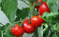 Gdy rośliny się stresują, nie rosną jak trzeba. Jak im pomóc?