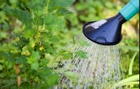 Podlewanie warzyw - lepiej rzadziej a obficie