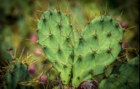 Kaktusy w polskim ogrodzie - uprawa od A do Z