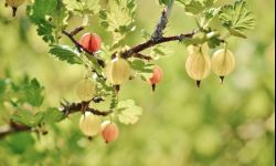 Agrest w przydomowych ogródkach - polecane odmiany