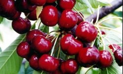 Letnie cięcie drzew pestkowych