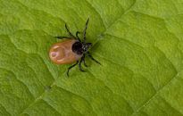 Rzeszów będzie walczył z kleszczami i komarami 