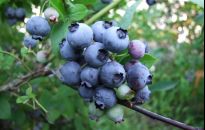 Trwają borówkowe żniwa